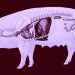 Pig Heart