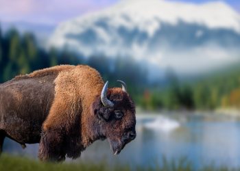 Bison
