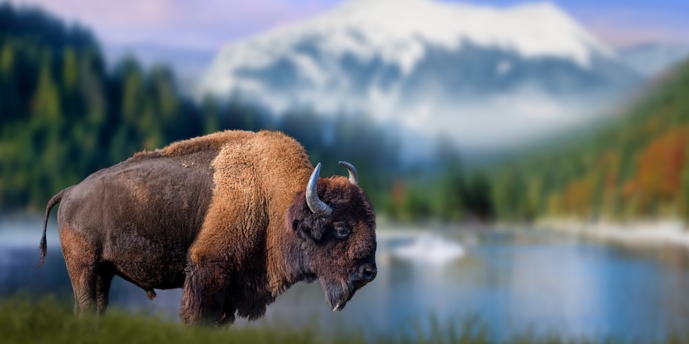 Bison