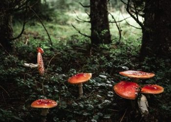 Fairy Tale