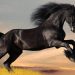 Black Horse