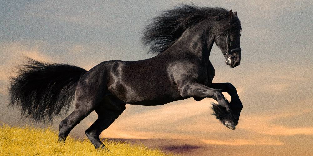 Black Horse