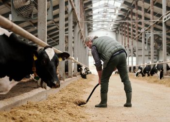 Cattle Workers