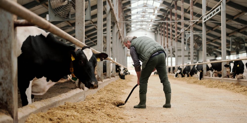 Cattle Workers