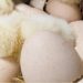 Chicken Hatchery
