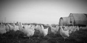 Culled Chickens