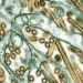 H5N1 Bird Flu