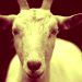 Scapegoat
