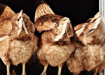 Chickens
