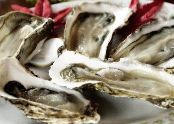 Oysters