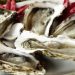 Oysters