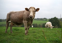 Deborah Birx Is Back: Humans and Cows Be Warned