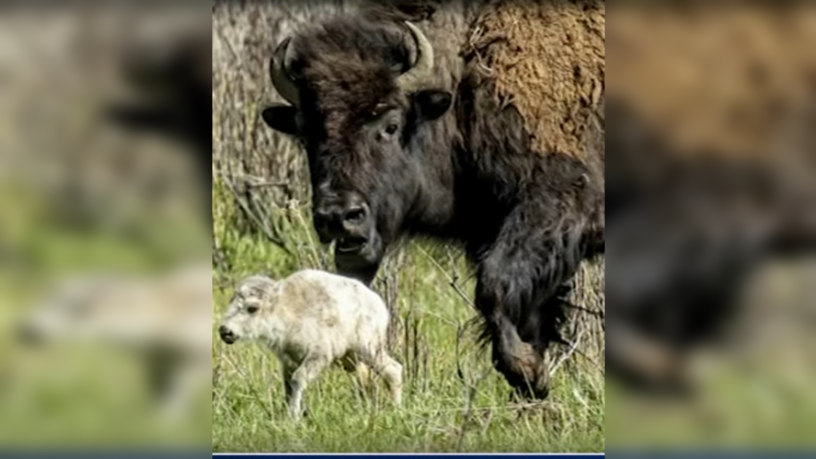 Birth of Rare White Bison Calf in Yellowstone Fulfills Native American Prophecy