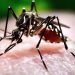 Dengue Fever