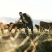 Beef Cattle