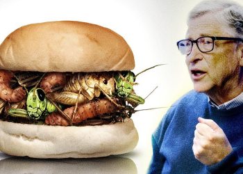 Bill Gates Eat Bugs