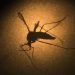 New England Lockdowns Rolled Out for an Obscure Virus After a SINGLE Case