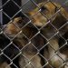 Additional Proof Emerges Implicating Dr. Fauci's Direct Involvement in the Beagle Experiments