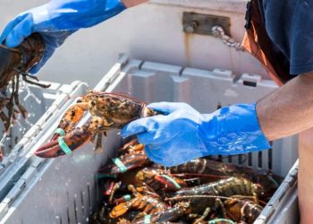 No, New York Times, Maine Lobsters Aren’t Dwindling Due to Climate Change
