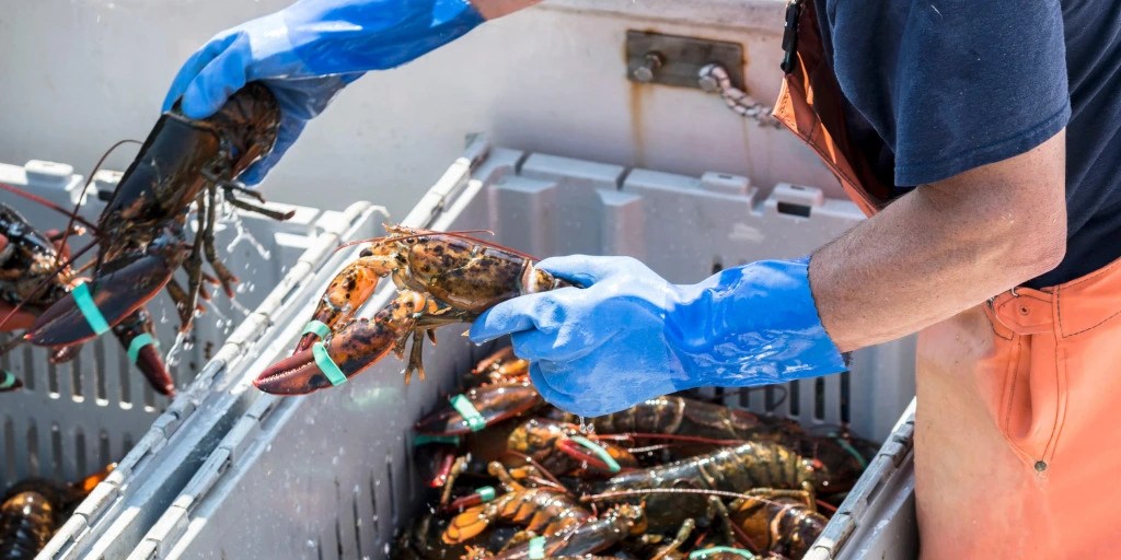 No, New York Times, Maine Lobsters Aren’t Dwindling Due to Climate Change