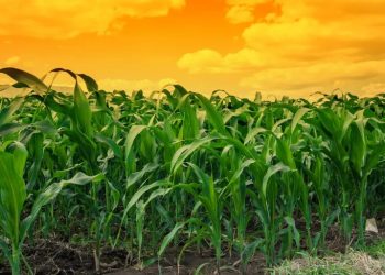 Human CO2 Emissions Are Supercharging Corn Yields