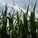 The Illinois Corn Growers Association says investment in the Grain Council boosts ethanol exports