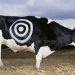 Climate change zealots now threatening major banks to force them to stop financing meat, dairy, animal feed operations