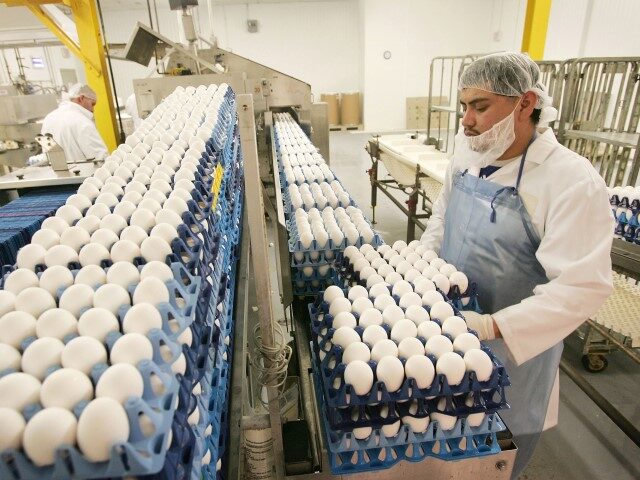 Wisconsin Farm Recalls Eggs amid Salmonella Outbreak That Hospitalized 24