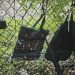 Trump Assassin Fence