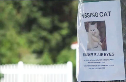 Report: 16 pet cats disappear in Bangor, Maine … which just had an influx of Haitian migrants