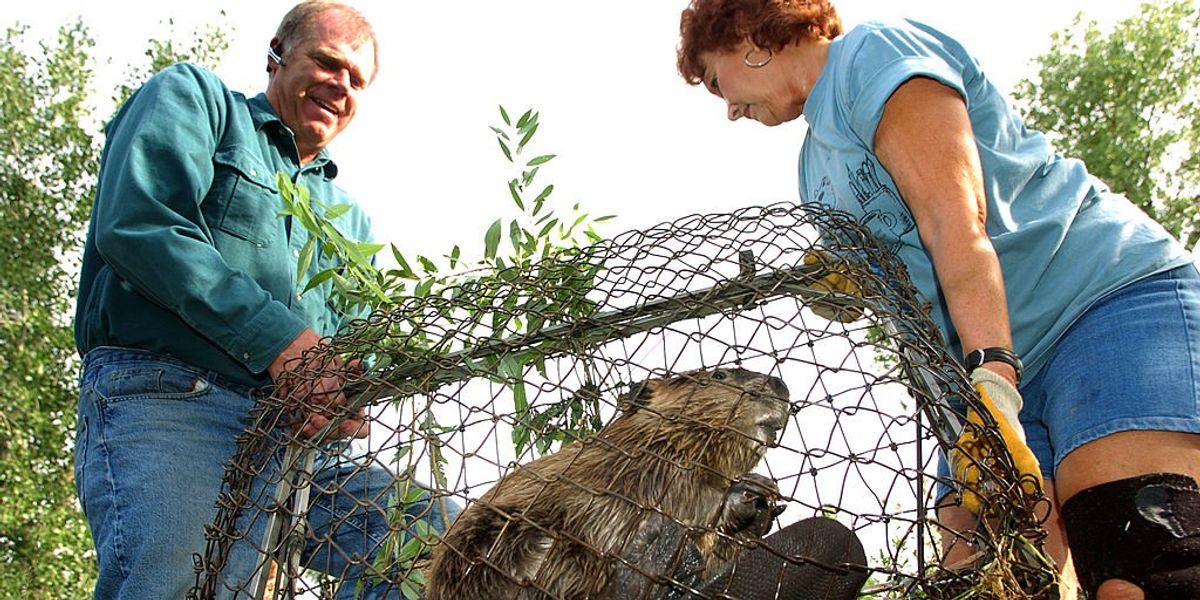 Beaver: America's other red meat?