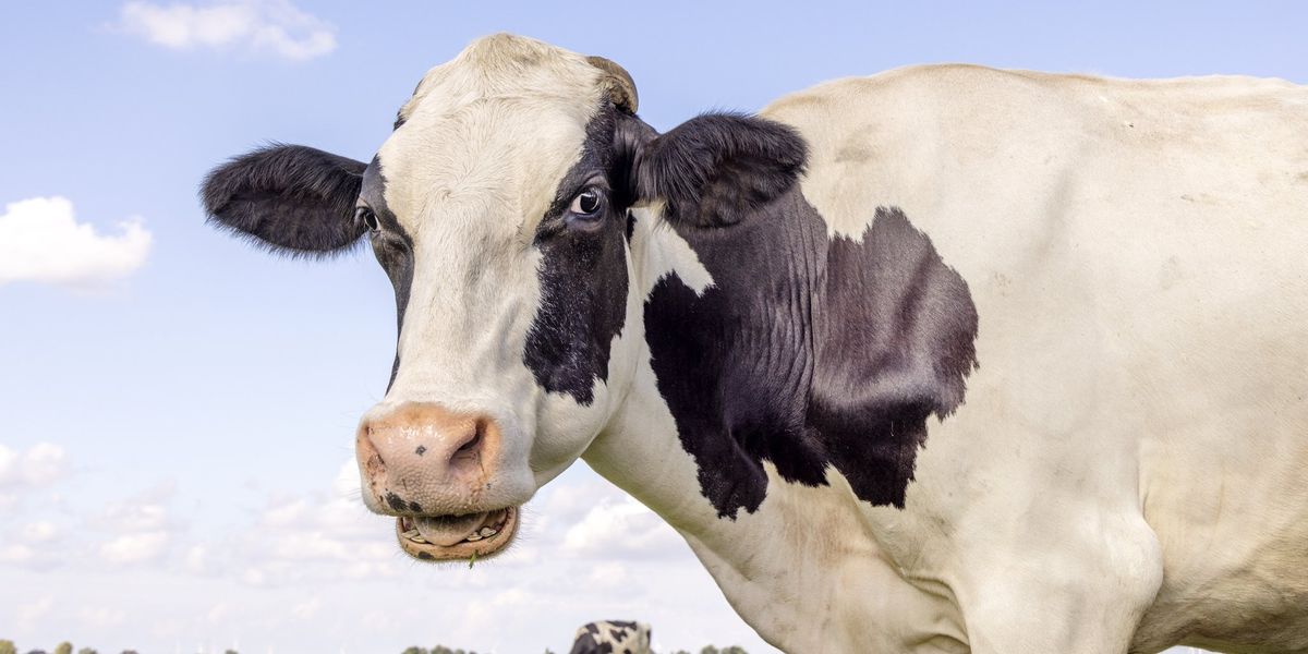 Beware deadly cows — the steaks are high!