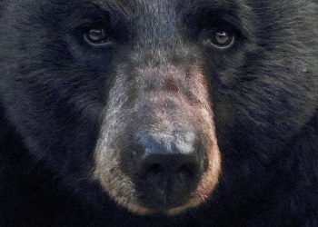 Wisconsin Kid Saves Dad From Bear Attack