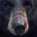 Wisconsin Kid Saves Dad From Bear Attack
