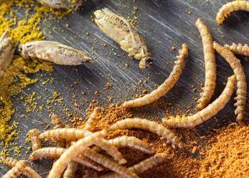 British Government-Funded Research to Explore Use of “Nudging Techniques” to Encourage People to Eat Bugs