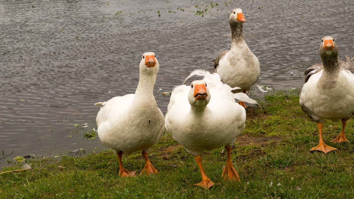 EXCLUSIVE: Police Audio, Report Confirm Haitian Goose-Hunting In Ohio: ‘They All Had Geese In Their Hands’