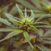 Has Maine Surrendered to Chinese Weed Cartel?