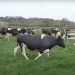 NPR blames men who eat beef for climate change