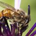 Bees