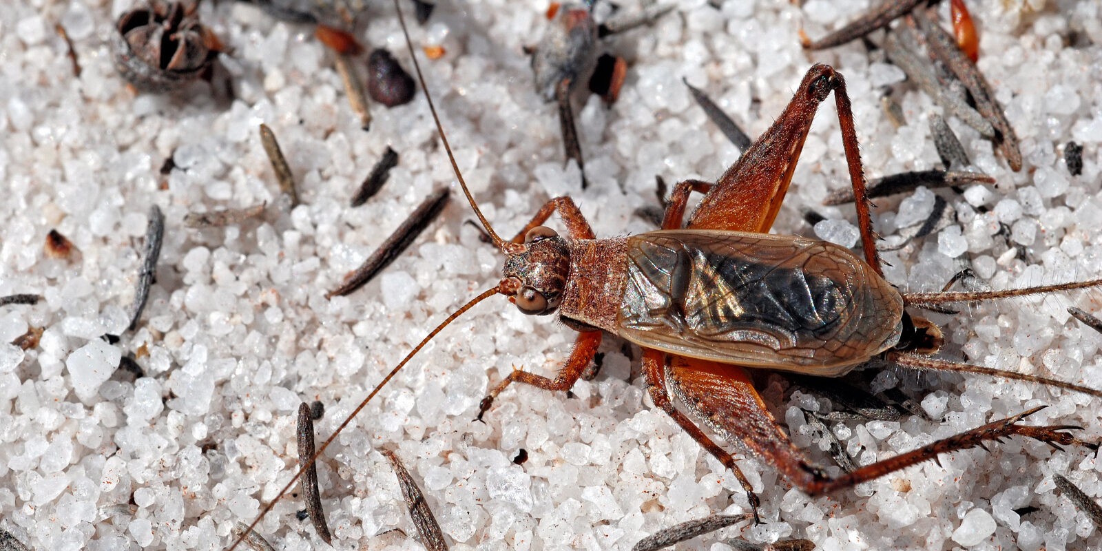 Insect Attack by Militant Trannies Disrupts ‘LGB Alliance’ Conference.