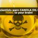 MOST HEALTH-DAMAGING OIL? Canola oil in most processed foods linked to rapid weight gain, early onset dementia, cancer