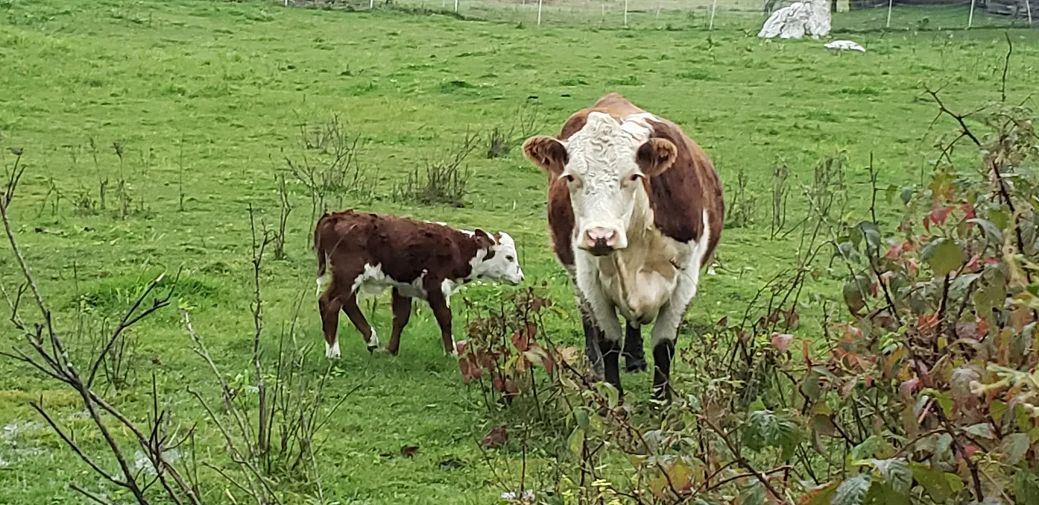 Government Can Fix neither Food nor Farm