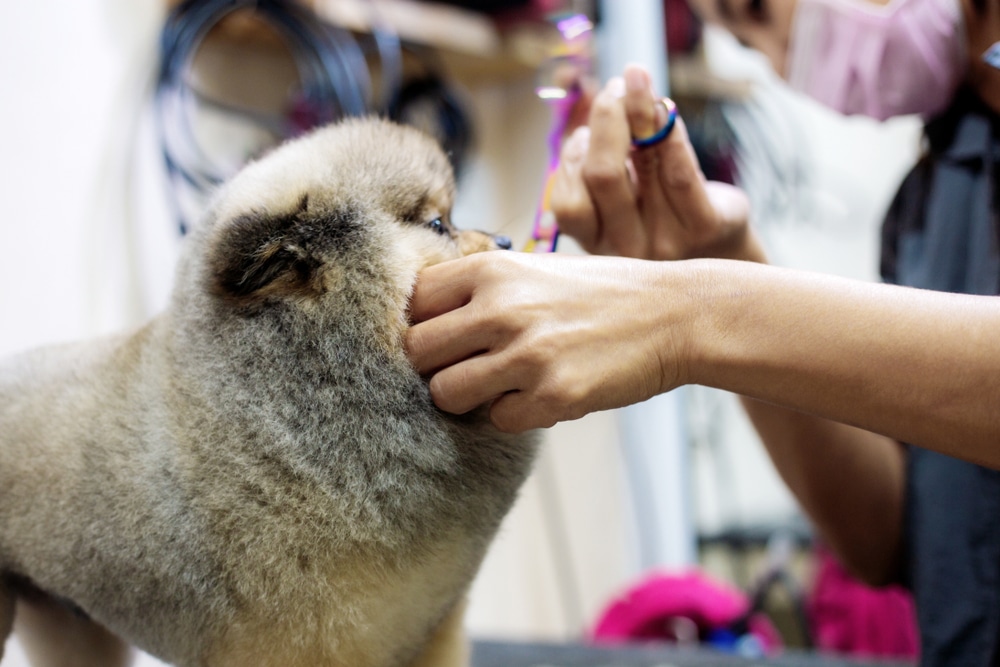 Laboratory in Europe is capable of cloning pets to bring them back from the dead