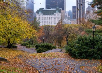 NYPD Finds ‘Asylum Seeker’ Hanging From Tree After Allegedly Raping Underage Girl