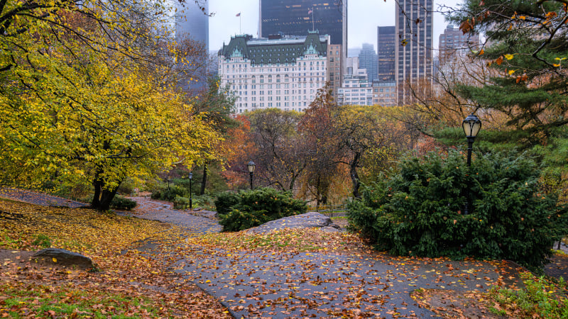 NYPD Finds ‘Asylum Seeker’ Hanging From Tree After Allegedly Raping Underage Girl