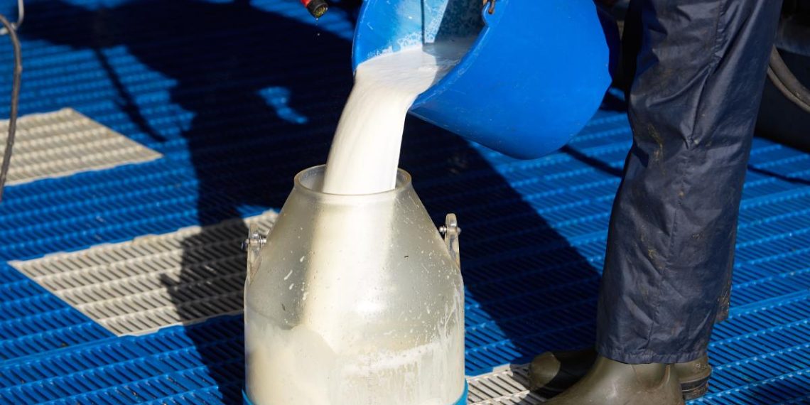 Safety of raw milk, a conservative food fav, is center stage in Trump's 'Make America Healthy Again'