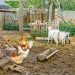Protecting your homestead: Practical tips for long-term farm and livestock security