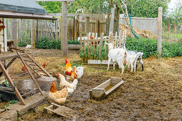 Protecting your homestead: Practical tips for long-term farm and livestock security