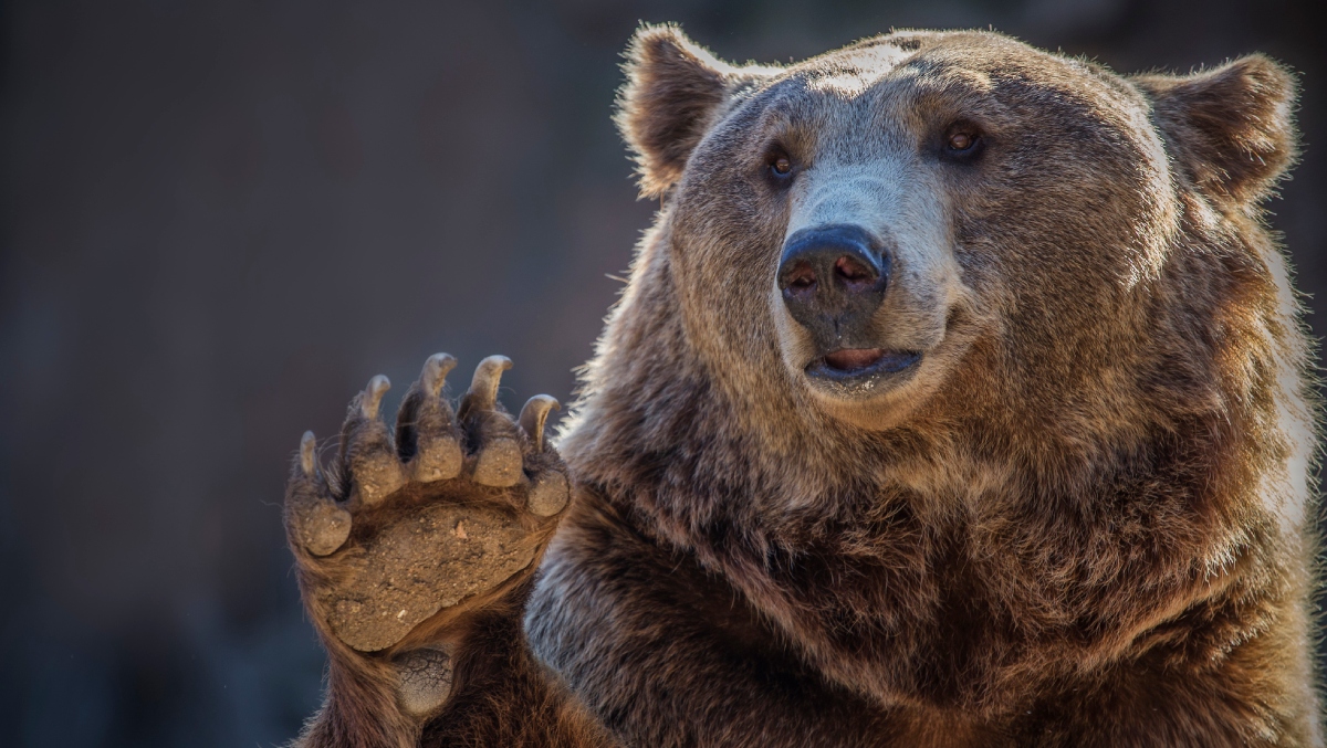 Insurance Scheme Involving Someone In A Bear Costume Attacking Cars Fails: WATCH