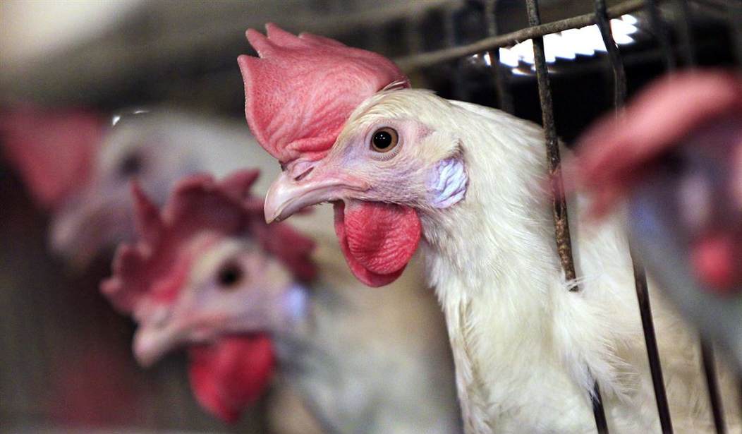 One Million Dead Chickens Is a Great Metaphor for Joe Biden's Meddling in Our Economy